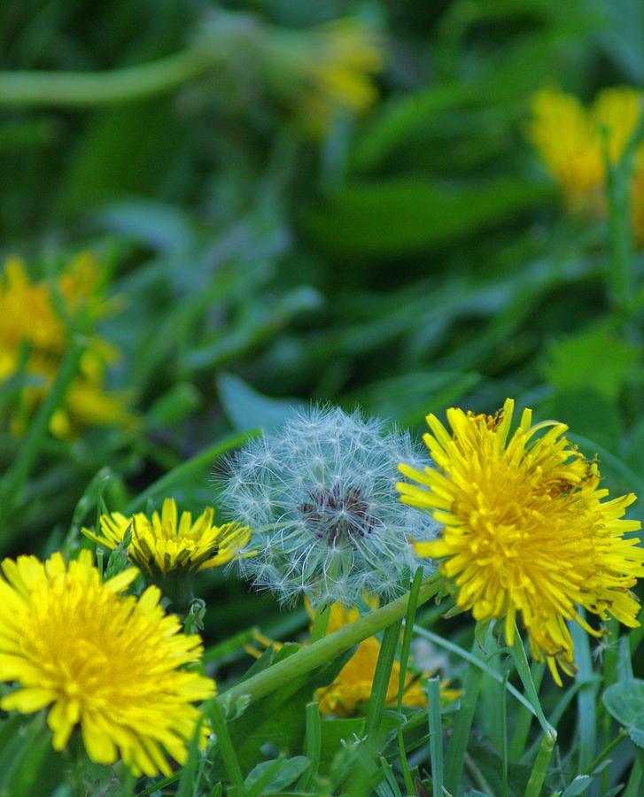 Dandelions, Young and Old Photograph by Maria Keady | Pixels