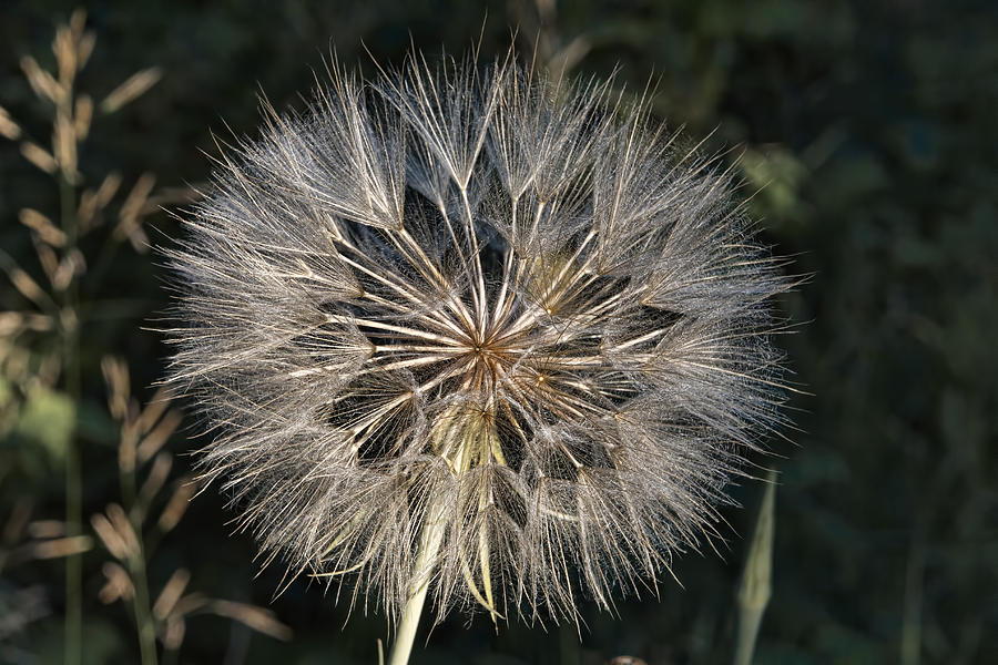 Dandilion Fluff Photograph by Darshan Nohner Photography