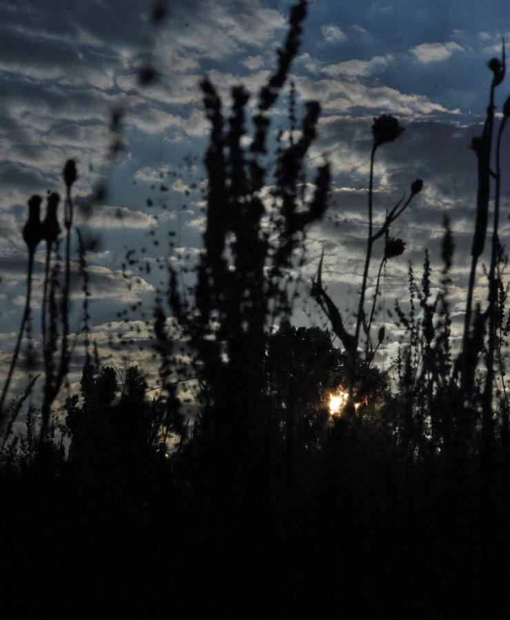 Dandilion Sunrise Photograph by John Glass