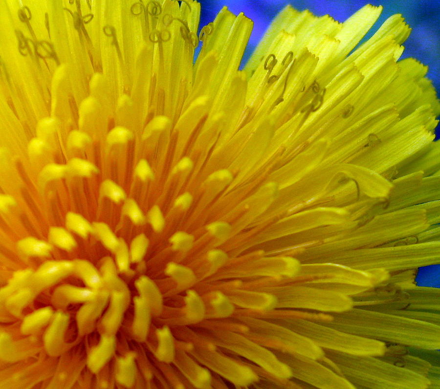 Dandilion's Soul Photograph by Sharon Marcella Marston - Fine Art America