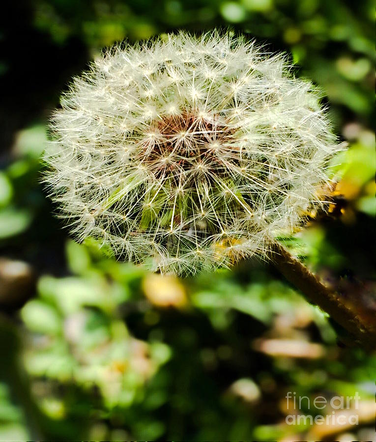 Wishful Dandelion Color Photograph by Beth Myer Photography