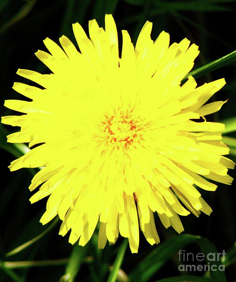 Dandy-Lion 1 Photograph by Gregory E Dean - Fine Art America