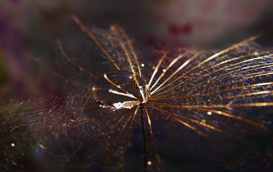 Dandy Seed Pod in Gold Photograph by Barbara St Jean