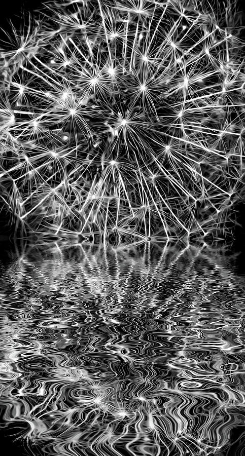 Dandy Universe - Paint - Reflection Bw Photograph