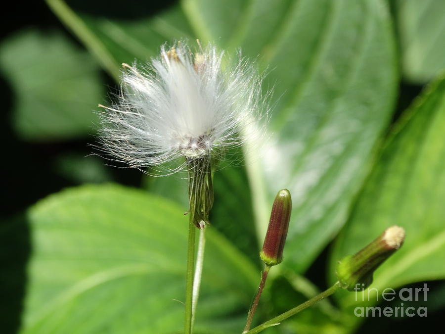 Flower Photograph - Dandylion Seeds by Gina Sullivan
