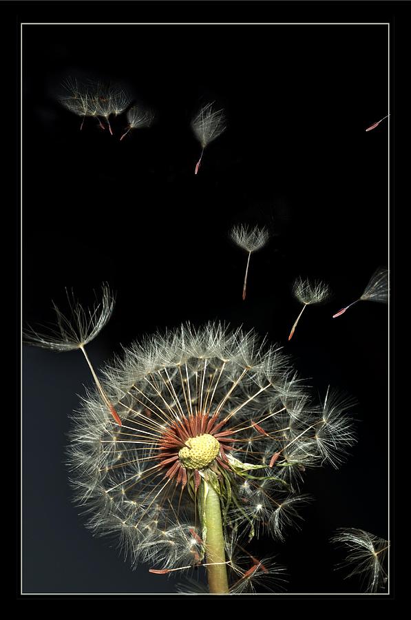 Flower Photograph - Danelion Event by Richard Gordon Flower Photograph - Danelion Event by Richard Gordon
