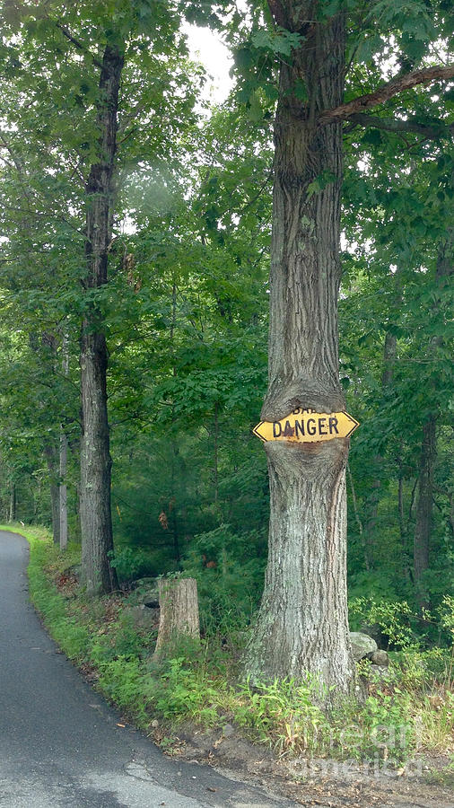 Danger - Sign-Eating Tree Ahead Photograph by Jason Freedman
