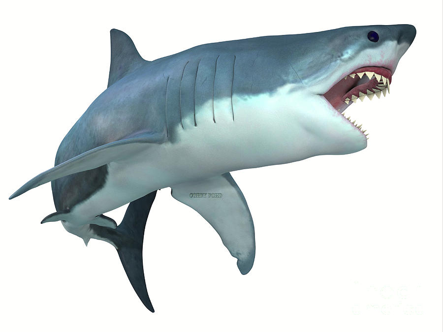 Dangerous Great White Shark Digital Art by Corey Ford
