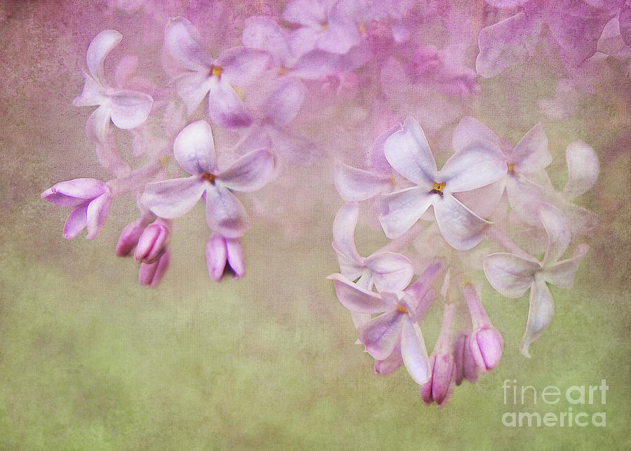Pink Lilacs Photograph - Dangle Me Lilac by Kathi Mirto