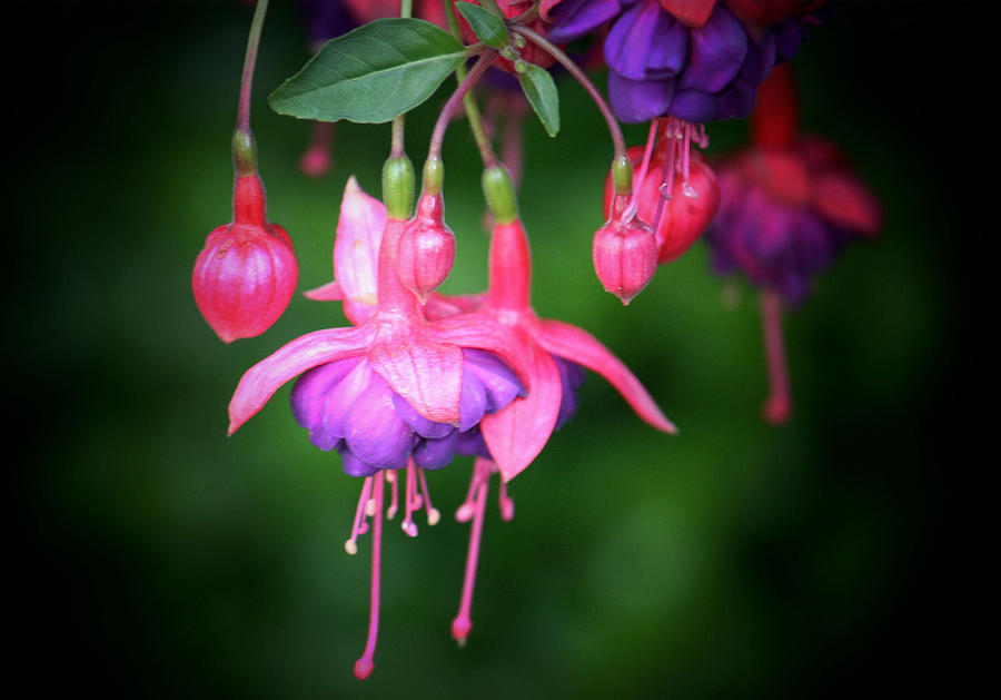 Flower Photograph - Danglers by Karen Scovill