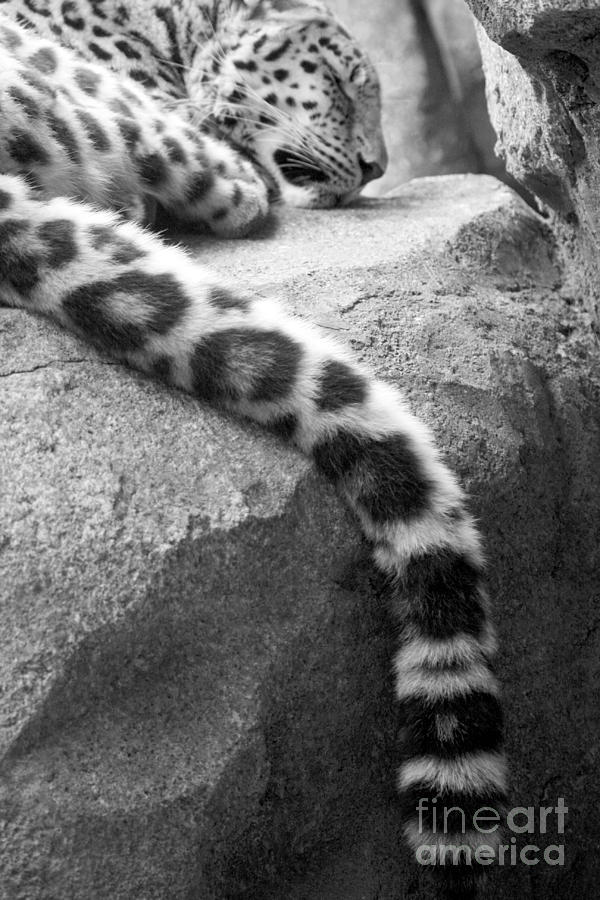 Dangling and Dozing in Black and White Photograph by Mary Mikawoz