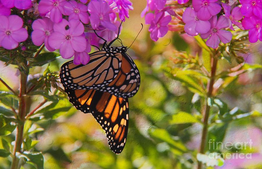 Dangling Monarch   Photograph by Yumi Johnson