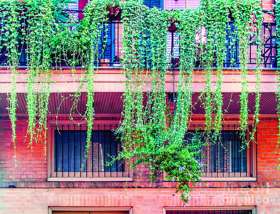 Dangling Vines On A Balcony Photograph by Frances Ann Hattier