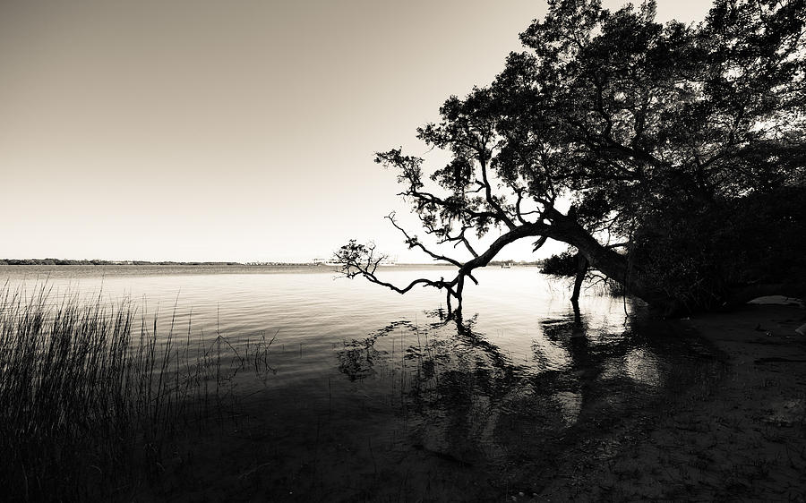 Daniel Island Wando River  Black and White Photograph by Donnie Whitaker
