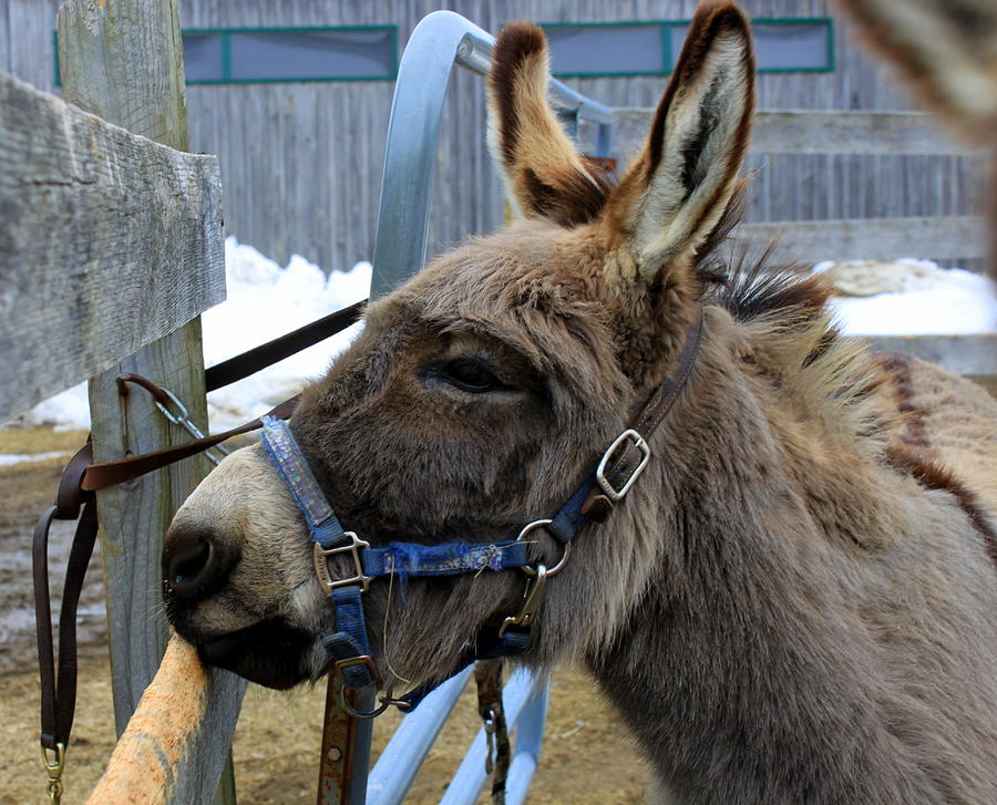 Donkey Photograph - Daniel the Donkey by Suzanne DeGeorge