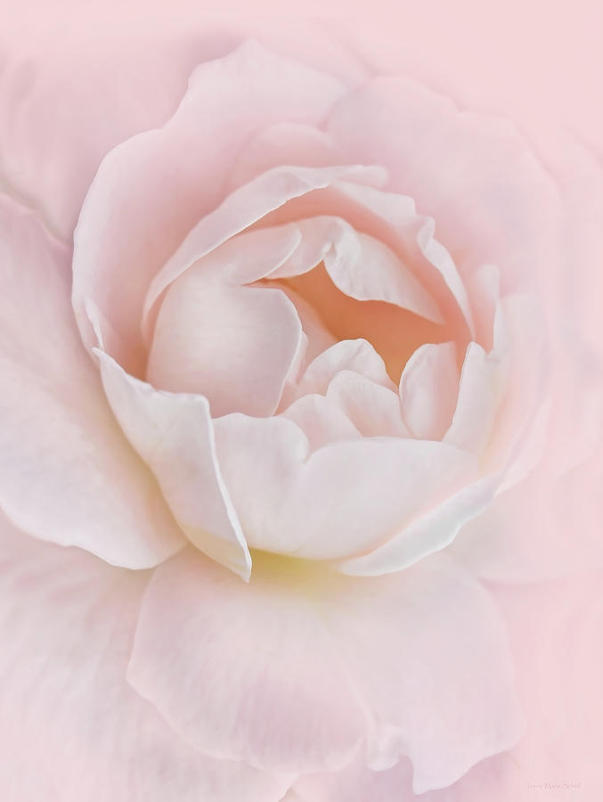 Danielles Pink Rose Flower Photograph by Jennie Marie Schell