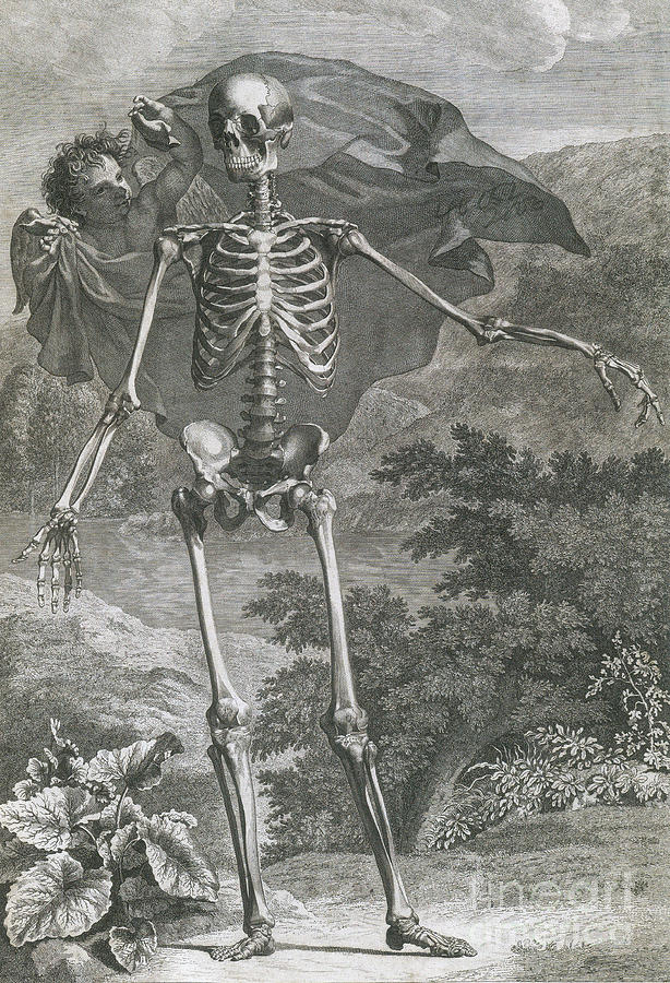 Skeleton Photograph - Danse Macabre, 1749 by Science Source
