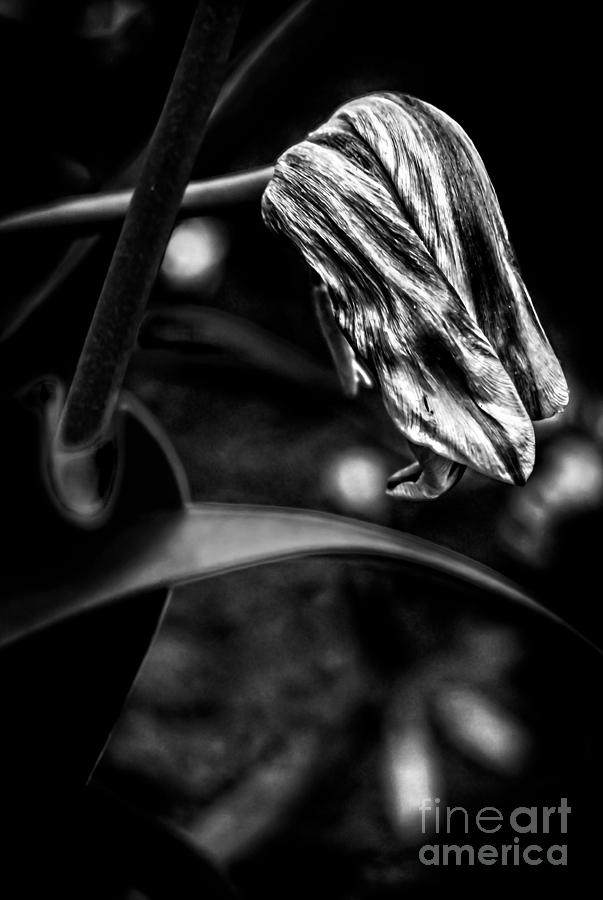 Tulip Photograph - Danse Macabre I by James Aiken