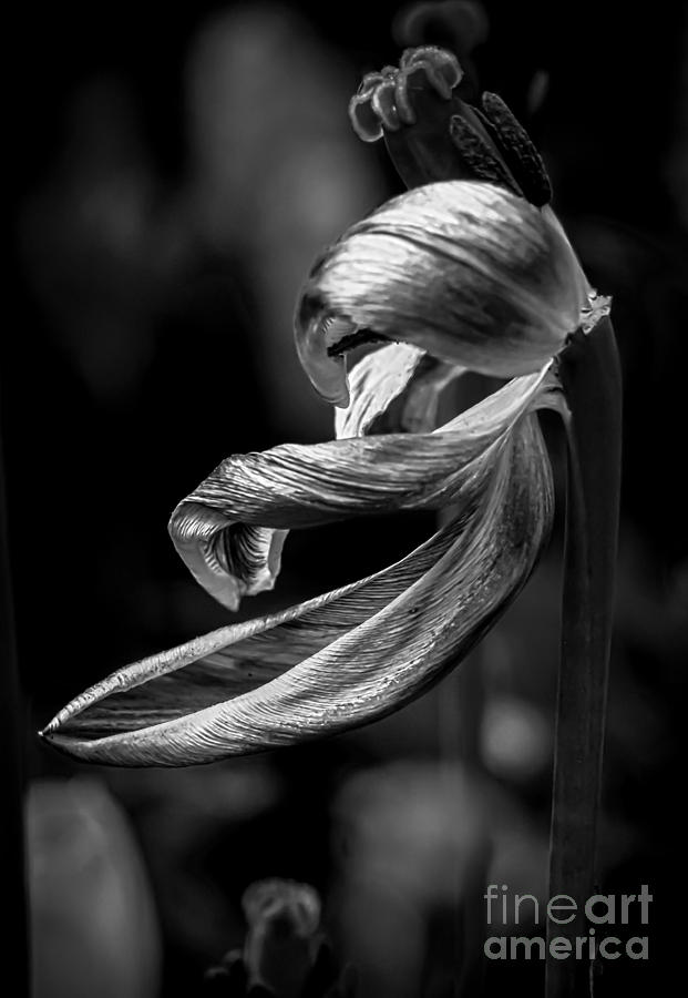 Tulip Photograph - Danse Macabre III by James Aiken