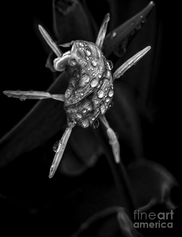 Tulip Photograph - Danse Macabre IX by James Aiken
