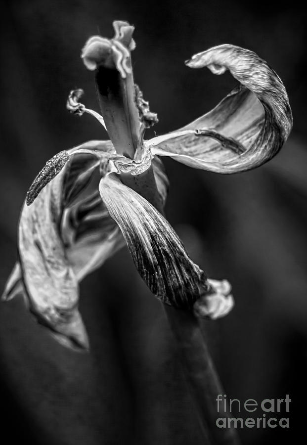 Tulip Photograph - Danse Macabre V by James Aiken