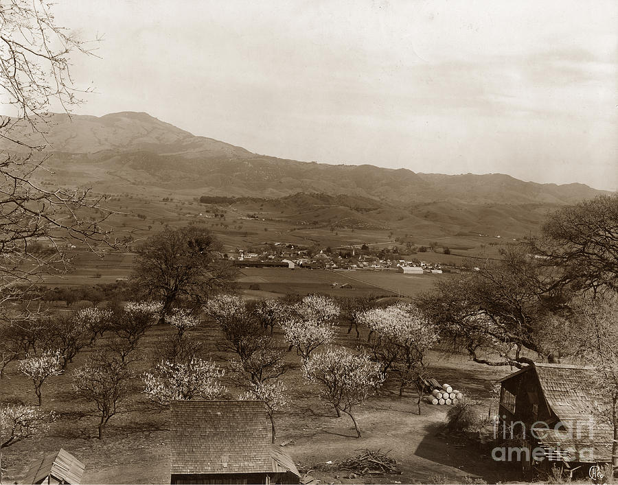 Tree Photograph - Danville California circa 1915 by Monterey County Historical Society