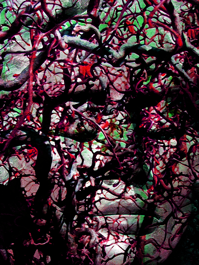 Abstract Photograph - Daphne Agony by Angelina Tamez