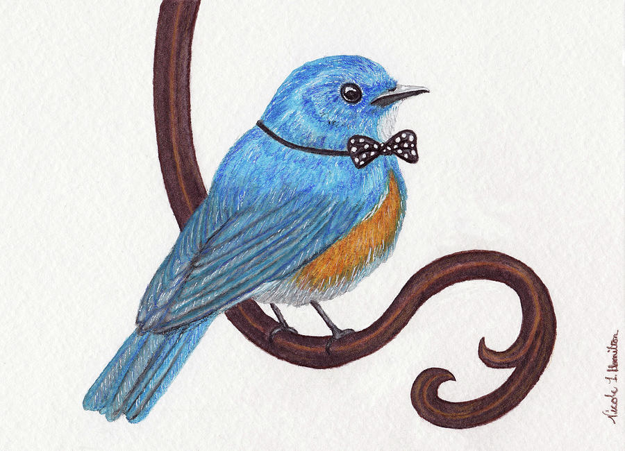 Dapper Bluebird Drawing by Nicole I Hamilton
