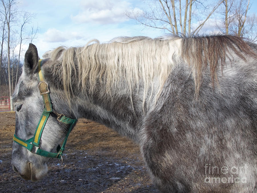 Dapple Gray Horse Photograph by Ann Horn