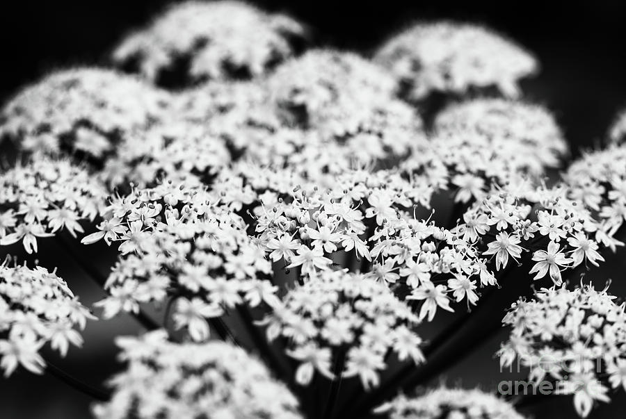 Dappled Black and White Photograph by Rachel Cohen