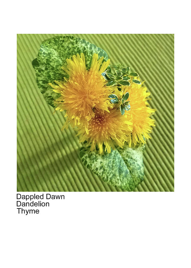 Dappled Dawn, Dandelion, Thyme Photograph by Betsy Derrick
