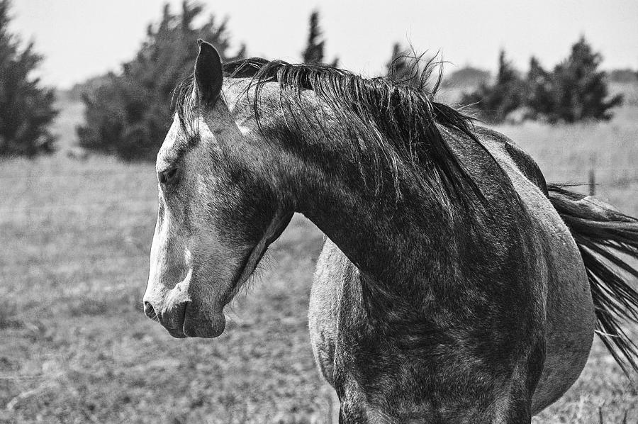 Black And White Photograph - Dappled Grey by Anita Hohl