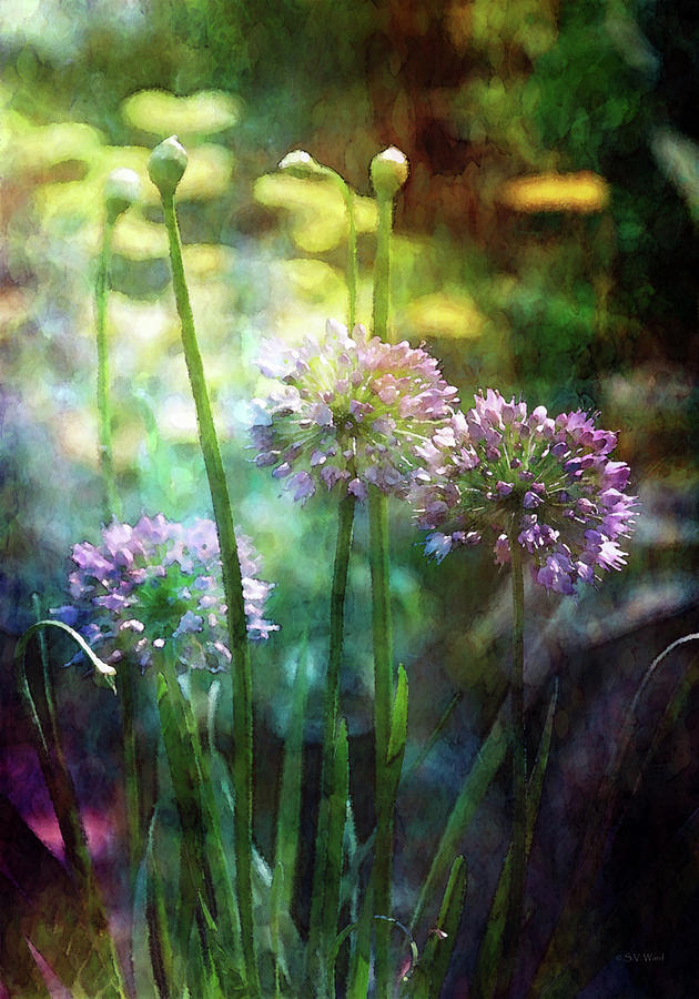 Dappled Light Allium 2057 IDP_2 Photograph by Steven Ward