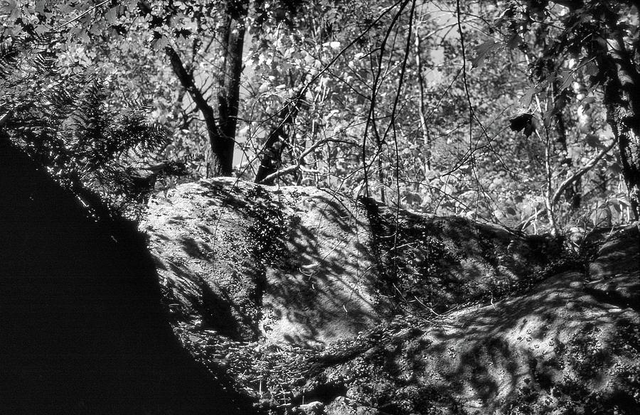 Dappled Shadows BW  Photograph by Lyle Crump