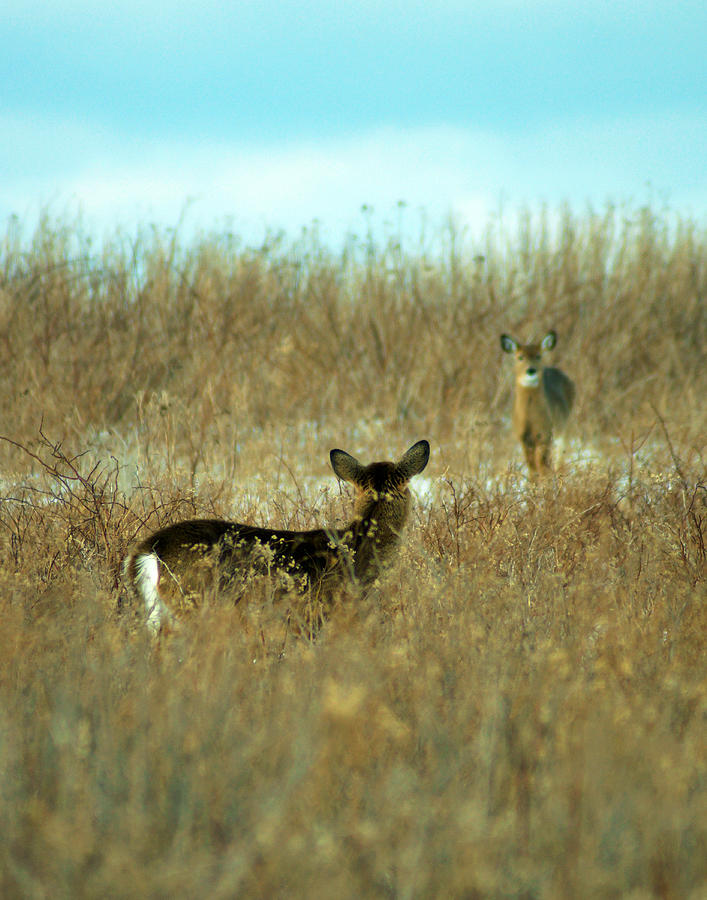 Dare Hither, Dear Deer? Photograph by Garrett Sheehan