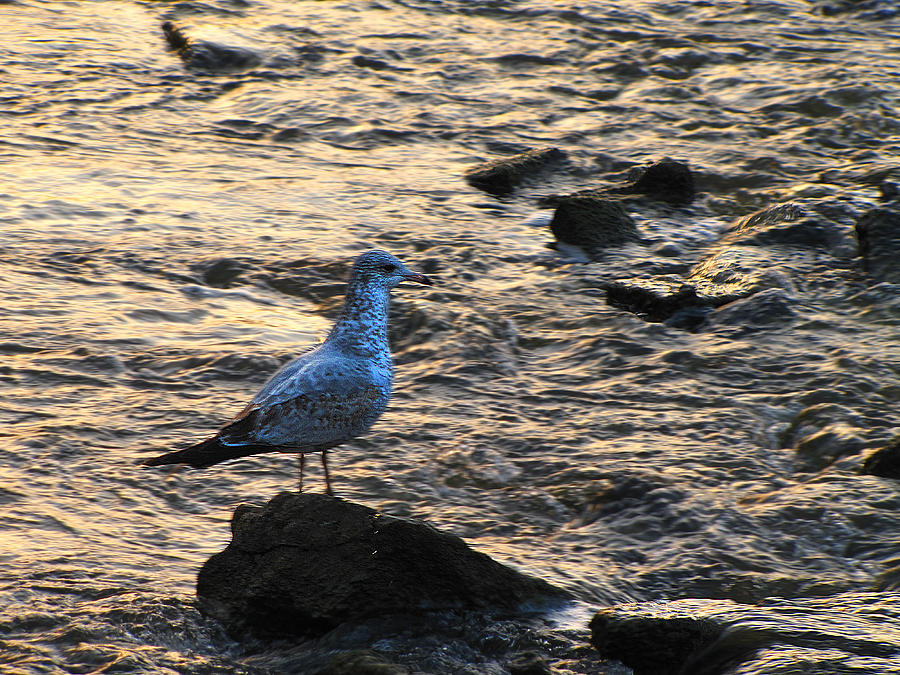 Seagull Photograph - Dare to Dance the Tide by Scott Hovind