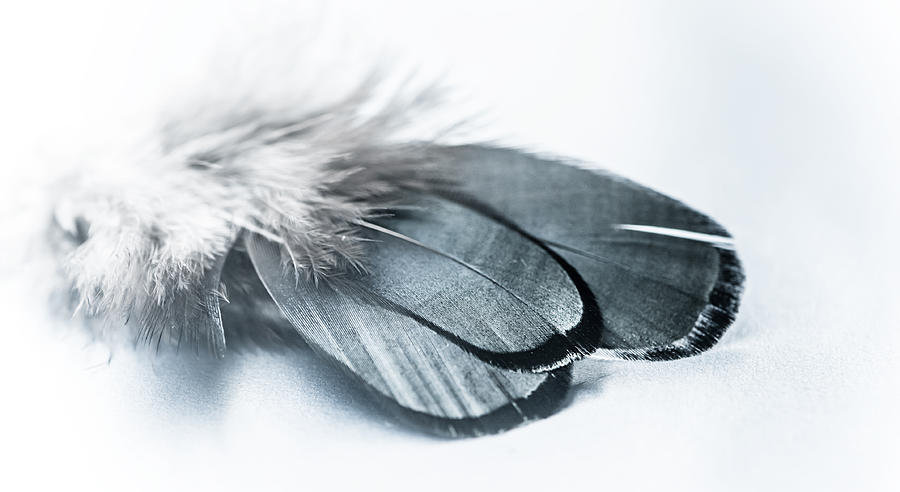 Feather Photograph - Dare to Fly by Maggie Terlecki