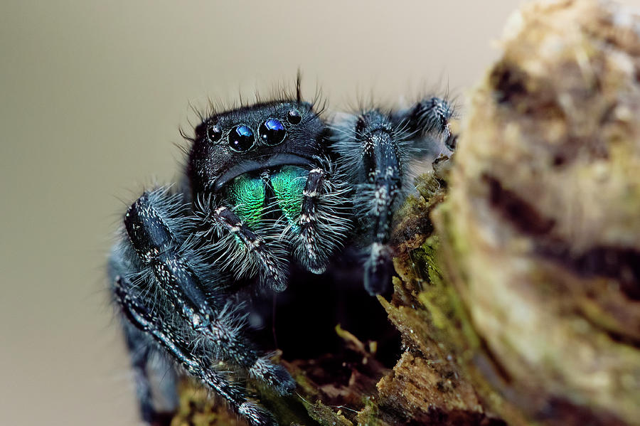 Daring jumping spider Photograph by Mircea Costina Photography