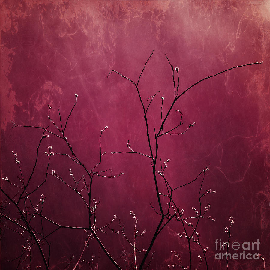 Nature Photograph - Daring Pink by Priska Wettstein