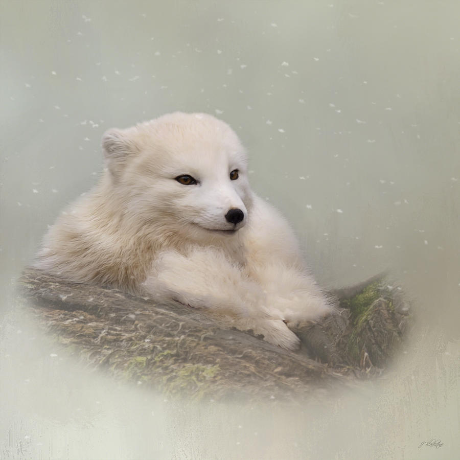 Daring The Soul - Arctic Fox Art Painting by Jordan Blackstone