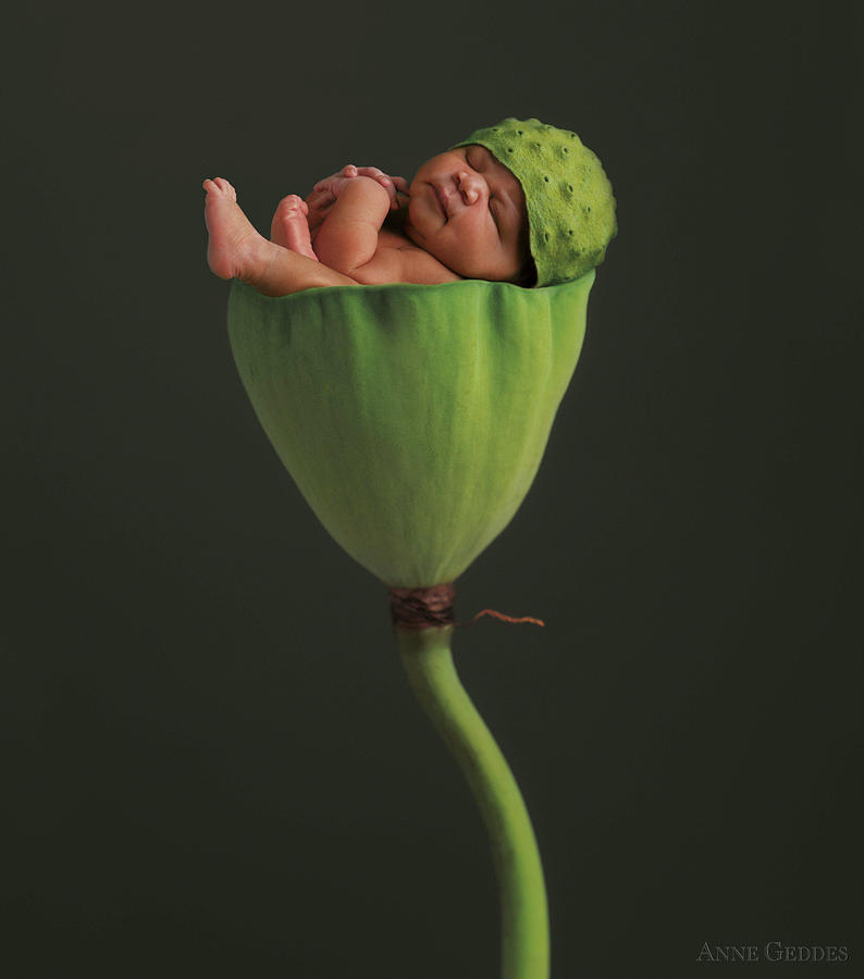 Darion in a Lotus Pod Photograph by Anne Geddes