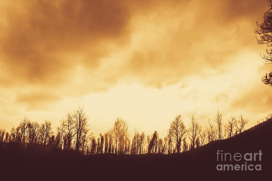 Dark Afternoon Woodland Photograph