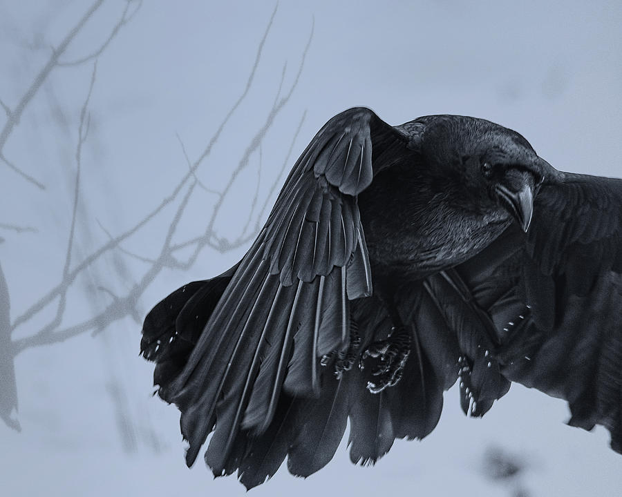 Dark Angel Photograph by Sue Capuano