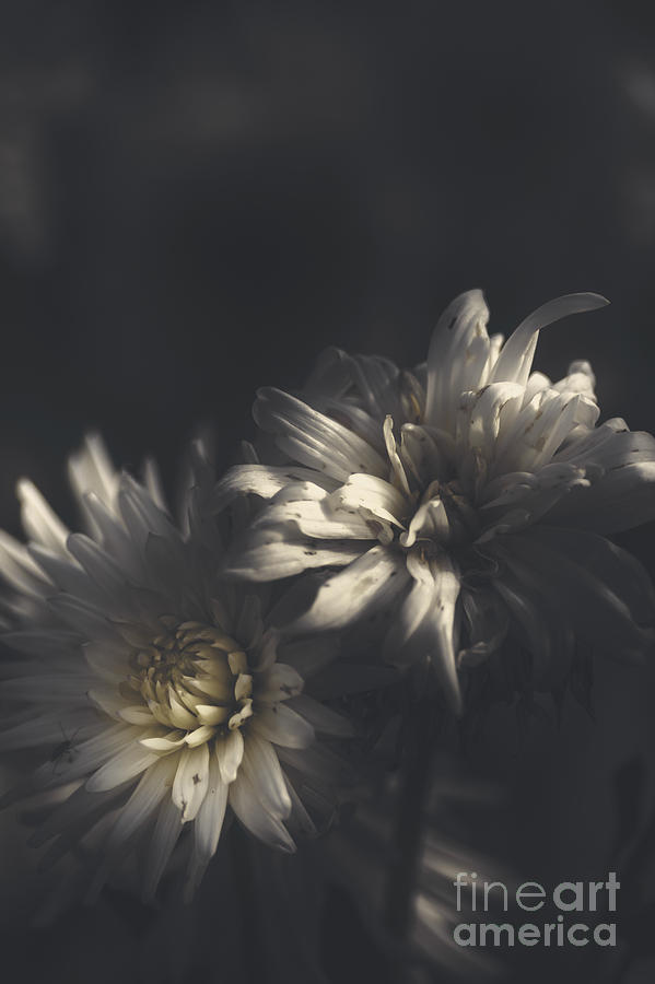 Spring Photograph - Dark artistic flower fine art. Dawn of spring by Jorgo Photography