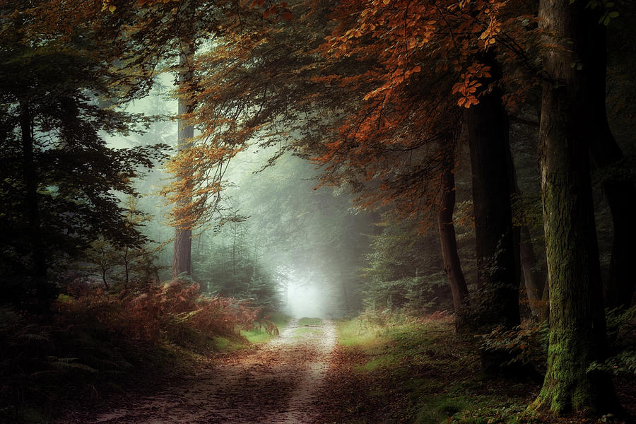 dark autumn forest