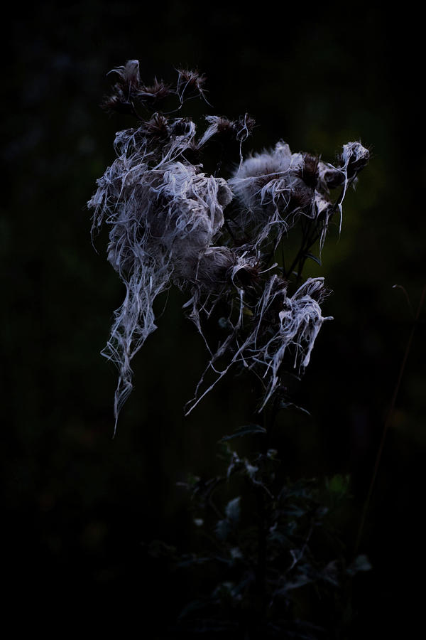 Nature Photograph - Dark bloom by Oliwier Juszczak