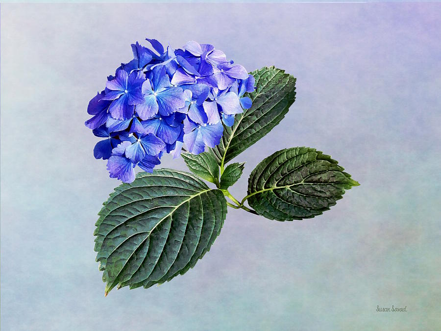 Dark Blue Hydrangea with Leaves Photograph by Susan Savad