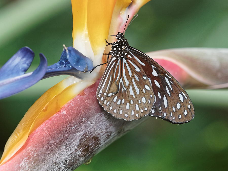Dark Blue Tiger Butterfly - 1 by Paul Gulliver Dark Blue Tiger Butterfly - 1 by Paul Gulliver