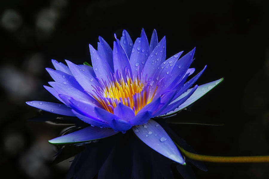Dark Blue Water Lily Photograph by Garry Gay