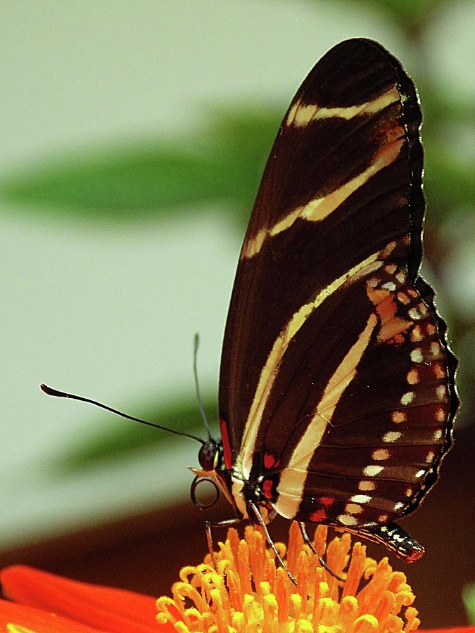 Dark Brown Butterfly Photograph by Karen McKenzie McAdoo